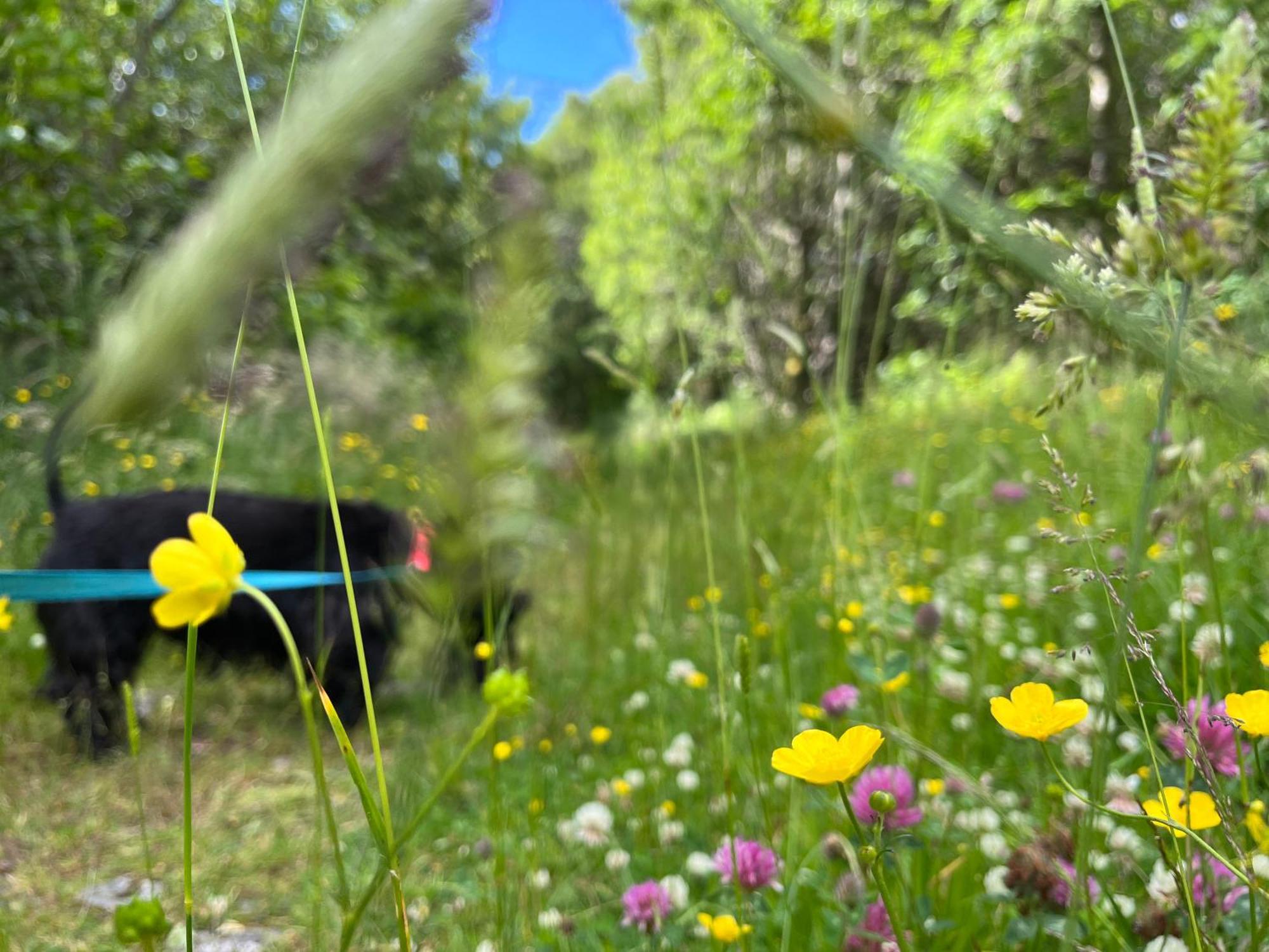 The Heronry Hideaway With Luxury Hot Tub Ballachulish Exteriör bild
